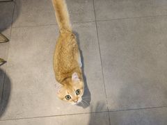 -飞行喵MR PILOT|猫舍·猫咖(静安大融城店)