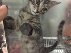 -酷狗靓猫宠物·洗护·美容·寄养(航北路店)