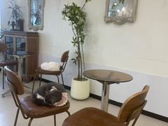 -共舞时光猫咖·狗咖(新街口店)