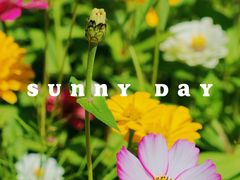 -花开海上生态园