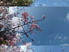 -中国科学院华南植物园