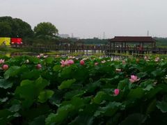 -荷塘月色湿地公园·向阳花洲