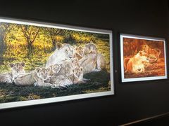 -罗红摄影艺术馆