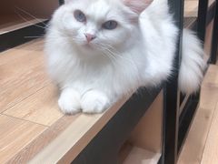 -瞄一喵猫咖(格力海岸店)