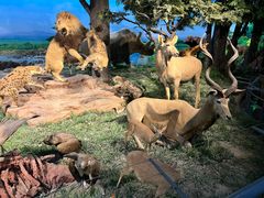 -国家自然博物馆