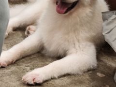 -小狗上班·狗咖·猫咖·小奶狗·摄影(南山店)