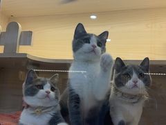 -柚子猫舍·精品猫舍购猫·猫咪认养·购宠·宠物店
