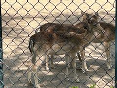 -北京麋鹿生态实验中心