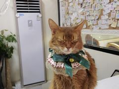 -猫小院猫主题餐厅(南锣旗舰店)