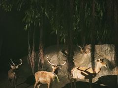 -清迈夜间动物园