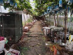 -马陆小张葡萄园农家乐