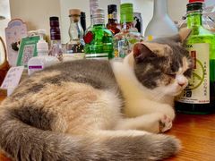 -有猫主题·治愈系猫咖(曾厝垵店)