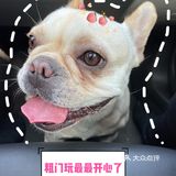 连狗狗都有“过年综合症”，更何况打工人