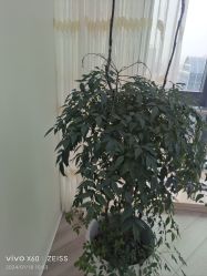 -HEYAN荷妍专业脱毛连锁机构