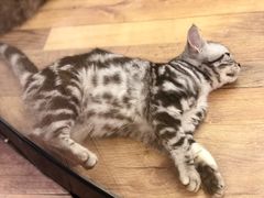 -袖虎·猫馆(体育西路店)