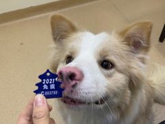 -多乐狗狗宠物训练工作室