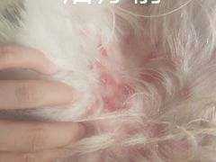-芭比堂宠物医院·全科爱猫医院·仁德分院