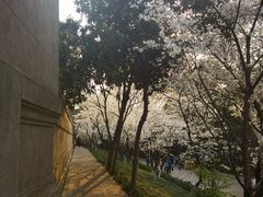 -武汉大学-樱园