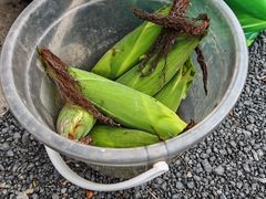 -南汇新场正宗水蜜桃采摘