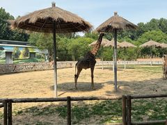 -北京野生动物园