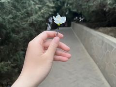 -白塔山公园