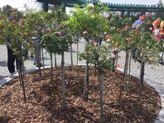 -南通洲际绿博园