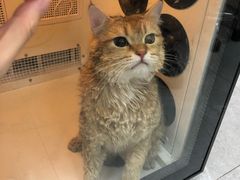-中农国际动物医院24小时·猫科·骨科·急重症中心