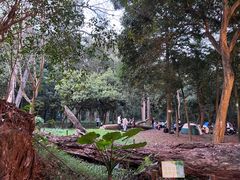 -南宁良凤江国家森林公园