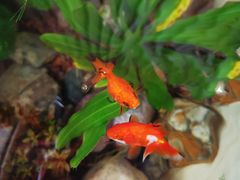 -漫步水族(金源珠宝古玩城店)