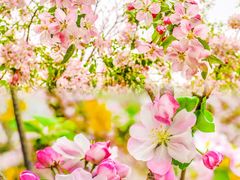 -海棠花溪(元大都城垣遗址公园)