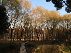 -昆山城市生态森林公园