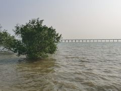 -宝安西湾红树林湿地公园