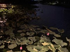 -新江湾城公园