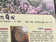 -灵光寺