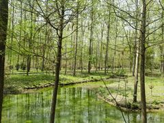 -合肥滨湖国家森林公园