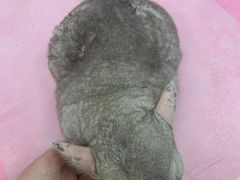 -北京观赏动物医院·24小时大型综合·猫专科·异宠专科