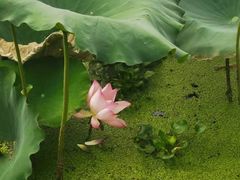 -古琴台