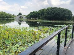 -映月湖公园