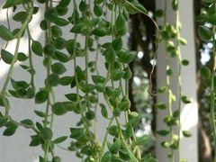 -南汇水蜜桃采摘(大团店)