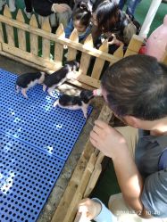 -萌宠亲子动物乐园(槐房万达店)