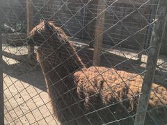 -长白岛森林公园