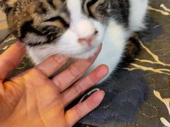 -平行世界·猫咖(首经贸店)