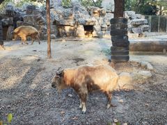 -上海野生动物园