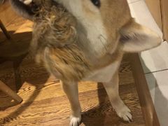 -柴务处·柴犬主题狗咖