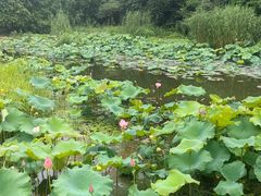 -溱湖国家湿地公园