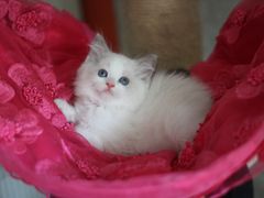 -Bastet sally猫舍购宠(静安店)