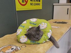 -贝康宠物医院·犬猫全科·小动物特色诊疗中心(东环路店)
