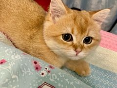 -欣宠猫屋·矮脚拿破仑·蓝金金渐层