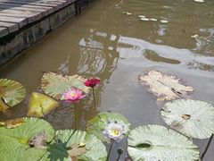 -中国科学院西双版纳热带植物园