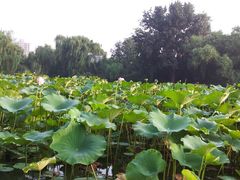 -紫竹院公园冰场